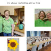 Sonnenblumenwettbewerb 2026