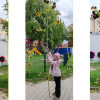 Sonnenblumenwettbewerb 2026